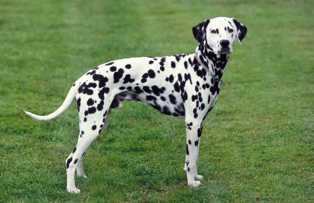 Dalmatian – Chú chó đốm huyền thoại